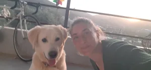 Bodrum'da kedi ve köpek katliamı