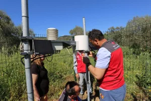 Milas’taki zeytin ağaçlarında "halkalı leke" tehlikesi
