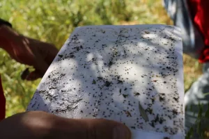 Milas’taki zeytin ağaçlarında "halkalı leke" tehlikesi