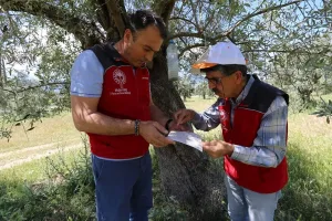 Milas’taki zeytin ağaçlarında "halkalı leke" tehlikesi