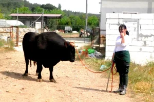 Güreşini beğendiği boğaya yaklaşık 1 milyon lira para verdi Güreşini beğendiği boğaya yaklaşık 1 milyon lira para verdi