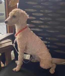 Menteşe'de günlerdir kayıp olan 'Linda'yı bulan kişiye para ödülü verilecek Menteşe'de günlerdir kayıp olan 'Linda'yı bulan kişiye para ödülü verilecek