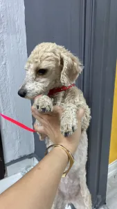 Menteşe'de günlerdir kayıp olan 'Linda'yı bulan kişiye para ödülü verilecek Menteşe'de günlerdir kayıp olan 'Linda'yı bulan kişiye para ödülü verilecek