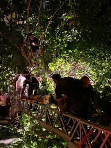 Dalaman’da kaza: Motosikletten ağaca fırladı! Dalaman’da kaza: Motosikletten ağaca fırladı!