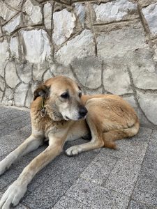 Menteşe’de şikayet üzerine barınağa götürülmek istenen sokak köpeği sahiplenildi Menteşe’de şikayet üzerine barınağa götürülmek istenen sokak köpeği sahiplenildi