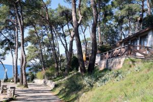 Orman kampındaki yaşlı, tehlike ve risk oluşturan ağaçlar kesiliyor