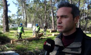 Orman kampındaki yaşlı, tehlike ve risk oluşturan ağaçlar kesiliyor