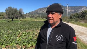 Datça'da zirai don üreticiyi etkiledi