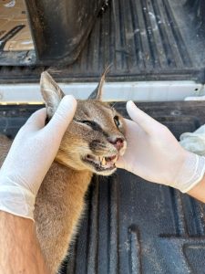 Muğla’da nesli tükenmekte olan karakulağa araba çarptı