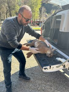 Muğla’da nesli tükenmekte olan karakulağa araba çarptı