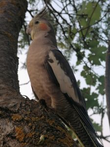 Kayıp papağanını bulana 3 bin lira verecek