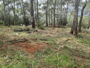 Akyaka Orman Kampı’nda ekolojik tahribat iddiası Akyaka Orman Kampı’nda ekolojik tahribat iddiası