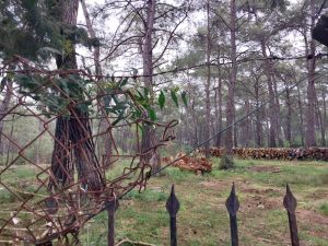 Akyaka Orman Kampı’nda ekolojik tahribat iddiası Akyaka Orman Kampı’nda ekolojik tahribat iddiası