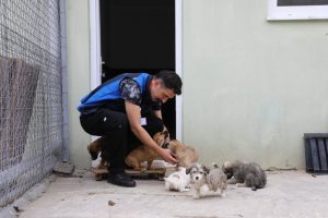 Muğla'da 3 bin 596 can dostu sahiplendirildi Muğla'da 3 bin 596 can dostu sahiplendirildi