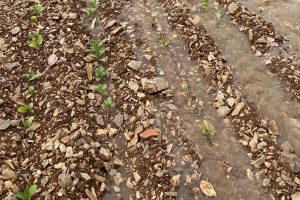 Menteşe'de rögarlar taştı, tarım arazileri su altında kaldı