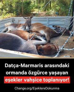 Datça’da eşekler için imza kampanyası başlatıldı Datça’da eşekler için imza kampanyası başlatıldı