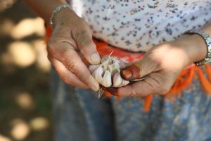 Coğrafi işaretli Ula sarımsağına ilgi büyüyor