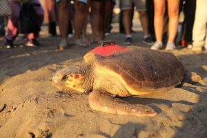 Caretta Caretta 'Tuba' ikinci dünya turuna salındı Caretta Caretta 'Tuba' ikinci dünya turuna salındı