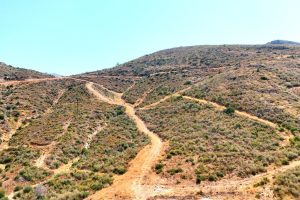 Çökertme'de küle dönen ormanlar 5 yılda yeniden hayat buldu Çökertme'de küle dönen ormanlar 5 yılda yeniden hayat buldu
