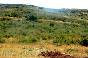 Çökertme'de küle dönen ormanlar 5 yılda yeniden hayat buldu Çökertme'de küle dönen ormanlar 5 yılda yeniden hayat buldu