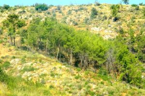 Çökertme'de küle dönen ormanlar 5 yılda yeniden hayat buldu Çökertme'de küle dönen ormanlar 5 yılda yeniden hayat buldu