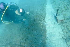 Göcek'te 2 bin yaşında deniz çayırı keşfedildi