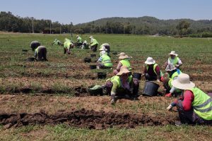 Muğla'da 5 milyon fidan toprakla buluşacak: Hem ormanlar yenileniyor hem köylü kazanıyor Muğla'da 5 milyon fidan toprakla buluşacak: Hem ormanlar yenileniyor hem köylü kazanıyor