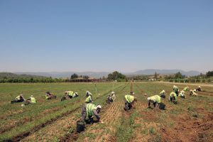 Muğla'da 5 milyon fidan toprakla buluşacak: Hem ormanlar yenileniyor hem köylü kazanıyor Muğla'da 5 milyon fidan toprakla buluşacak: Hem ormanlar yenileniyor hem köylü kazanıyor