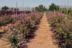 Muğla'da 5 milyon fidan toprakla buluşacak: Hem ormanlar yenileniyor hem köylü kazanıyor Muğla'da 5 milyon fidan toprakla buluşacak: Hem ormanlar yenileniyor hem köylü kazanıyor