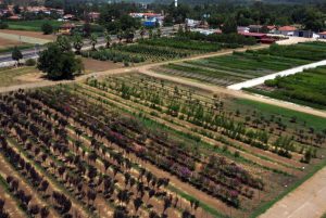 Muğla'da 5 milyon fidan toprakla buluşacak: Hem ormanlar yenileniyor hem köylü kazanıyor Muğla'da 5 milyon fidan toprakla buluşacak: Hem ormanlar yenileniyor hem köylü kazanıyor