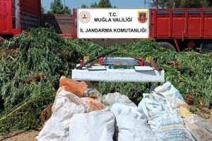 Mısırların arasında uyuşturucu tarlası: 5 bin 126 kök kenevir ele geçirildi Mısırların arasında uyuşturucu tarlası: 5 bin 126 kök kenevir ele geçirildi