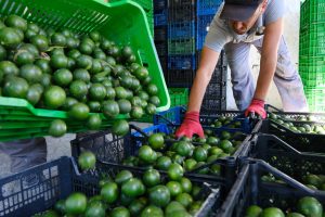 Yeşil Bodrum Mandalini Türkiye’nin dört bir yanına ulaşıyor