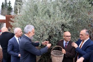 Stratonikeia’da ilk kez ‘Zeytin Hasat Festivali’ düzenlendi