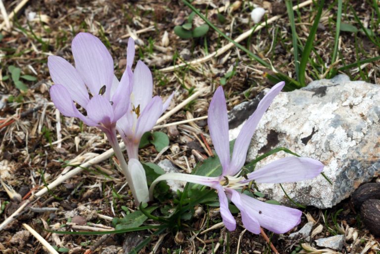 Anasayfa