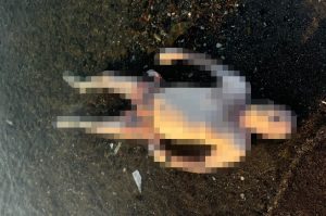Marmaris'te denizde erkek cesedi bulundu Marmaris'te denizde erkek cesedi bulundu
