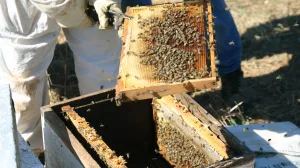 Muğla’da bal üreticilerinden glikozlu ve şekerli bala tepki